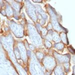 FFPE human placenta sections stained with 100 ul anti-HCG-beta (clone SPM529) at 1:300. HIER epitope retrieval prior to staining was performed in 10mM Citrate, pH 6.0.